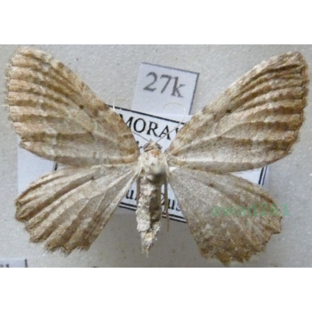 Philereme vetulata (Denis & Schiffermüller, 1775) Paśnik kłębiniec Czech27k